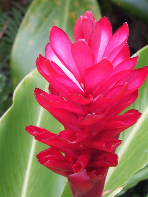 Red Ginger Flowers Tropical Flowers Heliconia