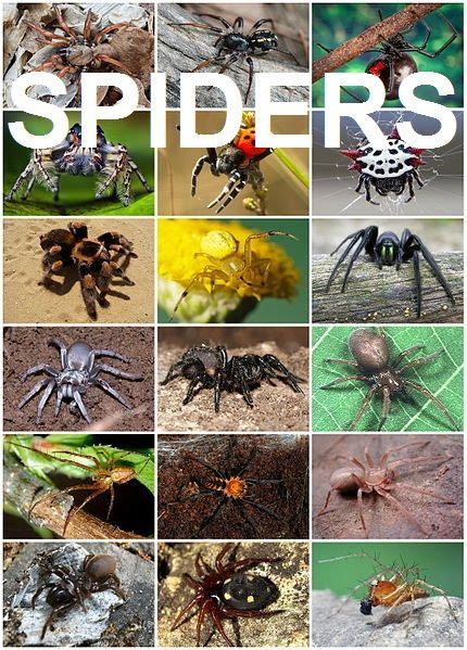 Top 10 Interesting And Fun Facts About Spiders Types Of Spiders