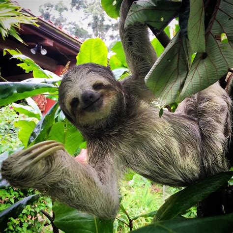 Quite Simply The Cutest Sloth Pics To Celebrate The International Sloth