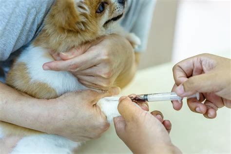 How To Understand A Dogs Blood Test