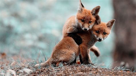 Two Baby Fox Playing In The Woods Wallpaper Download 5120x2880