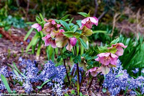 Hellebore They Last And Will Bloom In The Darkest Days Of The Year