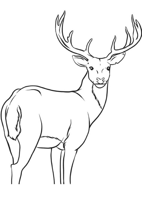 How To Draw An Elk Artofit