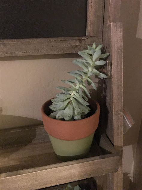 Help First Succulent And It’s Growing Too Much What Do I Do When It Grows Too Tall R Succulents