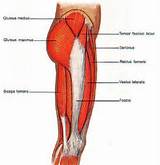 Pictures of Exercise Muscle Pain Legs