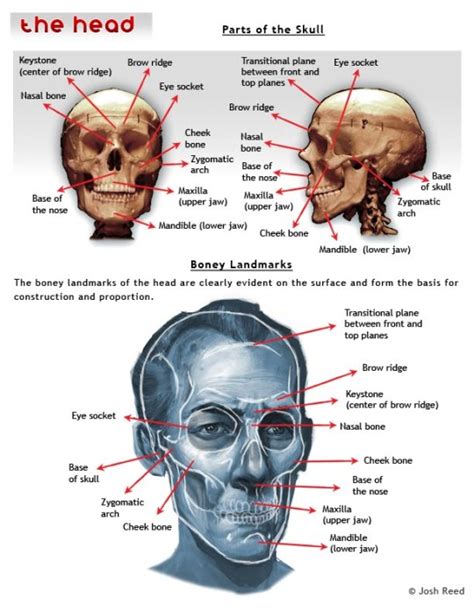 Drawing Anatomy Skull Proportions