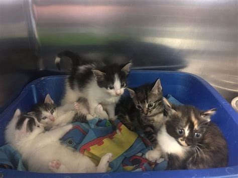 At wild blue, we have a huge variety of cats and kittens for you to consider. Dogs, Cats, Kittens Available For Adoption In Union ...