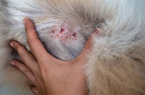 German Shepherd Skin Scabs Everything You Need To Know