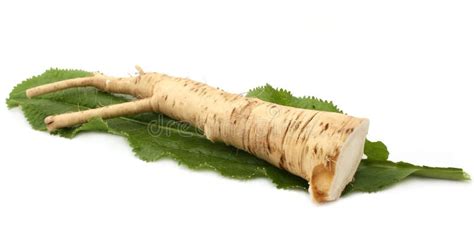 Horseradish Stock Photo Image Of Close Celery Sharp 16719154