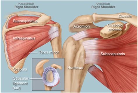 The biceps tendon begins at the top of the shoulder socket (the glenoid) and then passes across the front of the shoulder to connect to the biceps muscle. Shoulder Anatomy