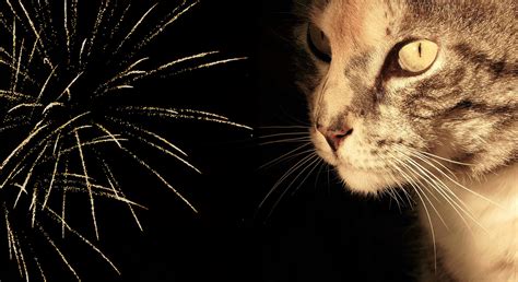 Whizz Bang Or Whizz Gone How To Help Cats Cope With Fireworks Mayne