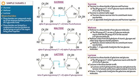 Biochemistry Disaccharides Ditki Medical And Biological Sciences