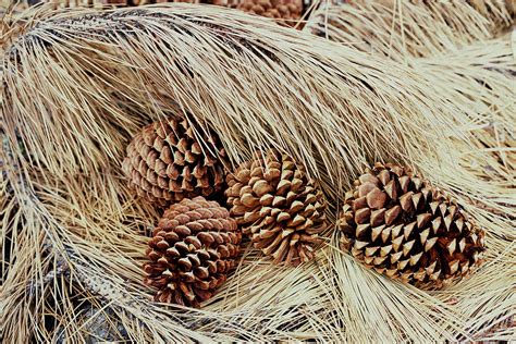 Ponderosa Pine Cones Photograph By Theodore Clutter Pixels