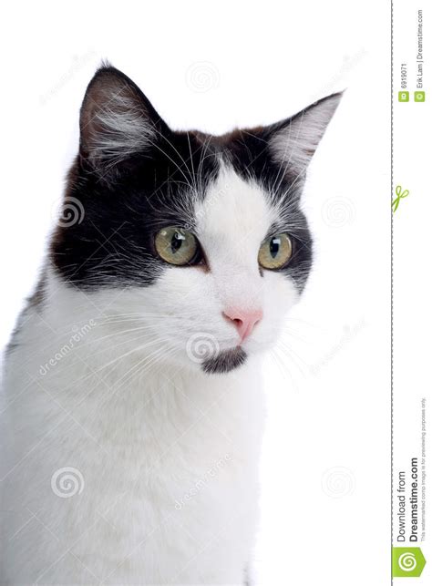 Cute Black And White Cat Stock Image Image Of Indoors