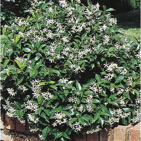 White Confederatestar Jasmine Flowering Shrub In Pot With Soil