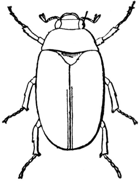 Insect Clipart Black And White Free Download On Clipartmag