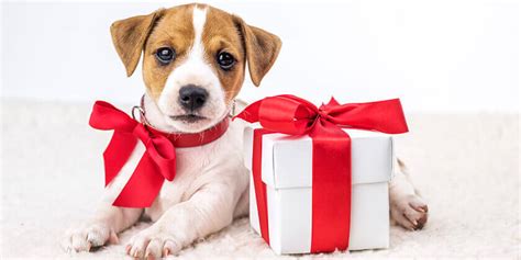 Should You Give A Puppy As A Christmas Present Real Insurance