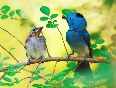 Fotografías De Crías De Pájaros Imágenes Taringa