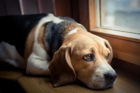 Best Way To Help A Sad And Depressed Dog Doglopedix