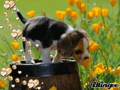 Discover and share the best gifs on tenor. Dog smelling flower Picture #128066459 | Blingee.com