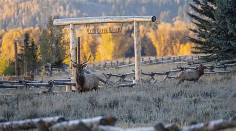 Elk Herd Cody Creek Ranch Jacksonhole 178 Cowboys And Indians Magazine