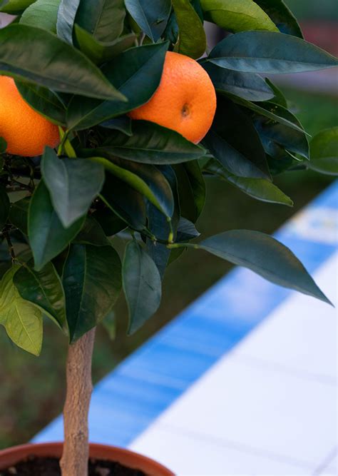 Tarocco Orange Ornamental Citrus Plants Sicilia Verde