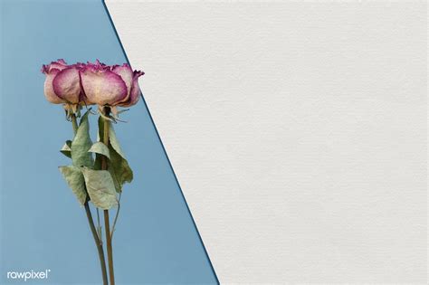 Dried Pink Roses On A Blue Background Template Free Image By Rawpixel