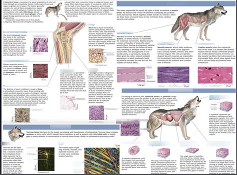 Basic Tissue Types Diagram Quizlet