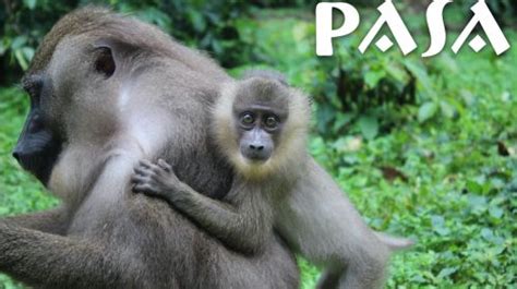 Pasaafrica Violent Attack At Ape And Monkey Sanctuary Gap Project
