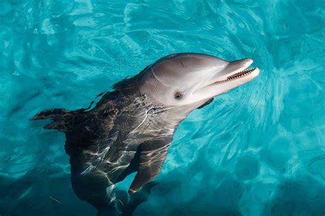 Exclusive Dolphin Cove Ocho Rios Tour Musement