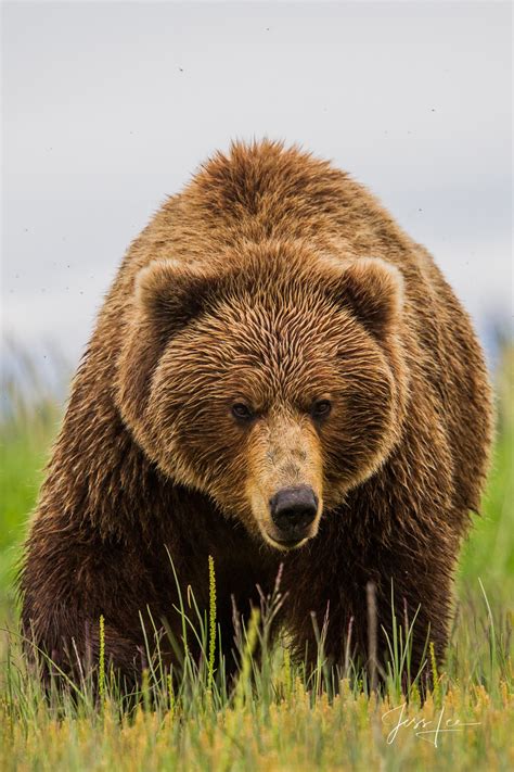 Grizzly Bear About To Charge Grizzly Bear Photo Alaska Photos By