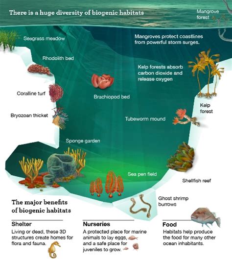 Understanding Marine Habitats Marine