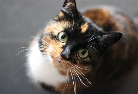 Are Calico Cats Lucky Fun Facts About This Charming Cat Breed