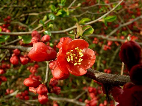 Red Flowers Free Stock Photo Public Domain Pictures