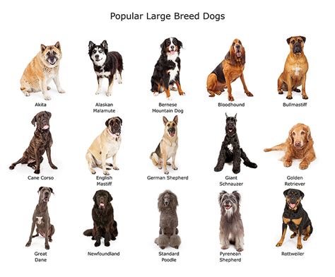 Dog Breeds Alphabet Print A Z Identification Poster Chart Ph