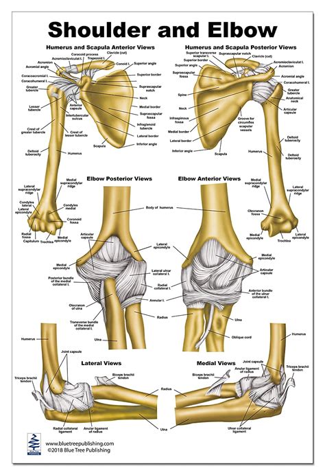 Three bones come together at the shoulder joint. 34 Elbow Diagram Anatomy - Wiring Diagram Database