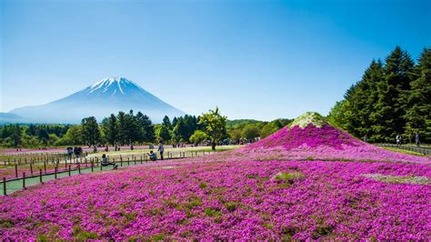 Fuji Sakura Bing Wallpaper Download