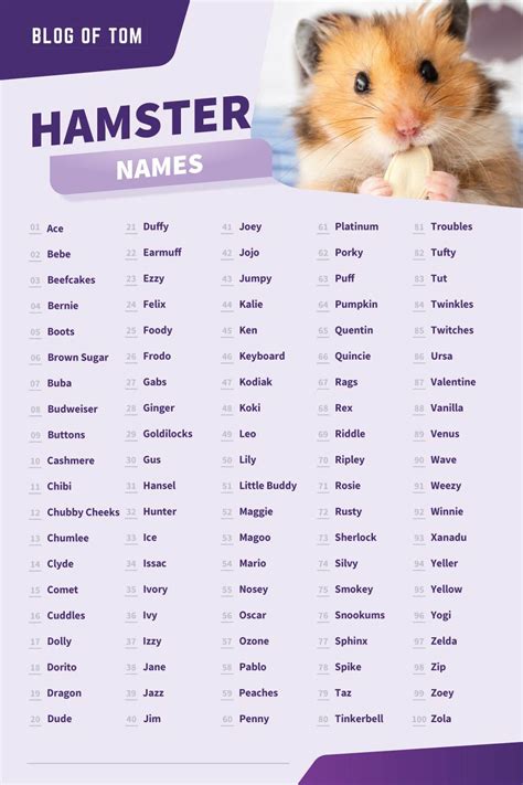 999 Hamster Names Best Boy And Girl Ideas In 2024
