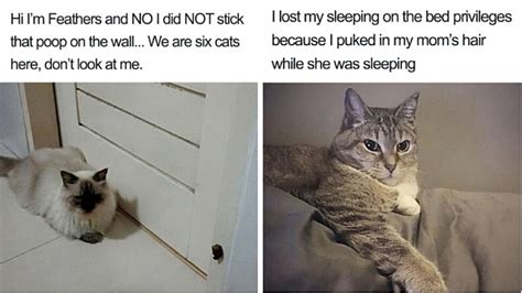 Cats Are Absolute Dicks And These 10 Pictures Will Prove It