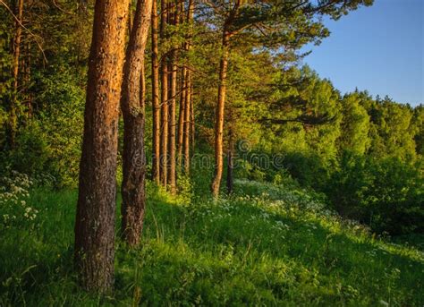 Pine Forest At Sunset Stock Photo Image Of Tree Setting 126786182