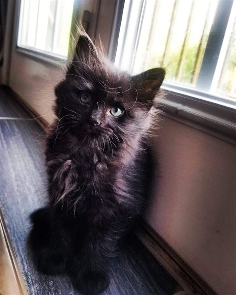 Tiny Fluffy Void Cute Cats And Kittens Black Fluffy Cat Black
