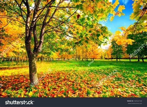 Autumn Landscape Colourful Maple Tree Stock Photo