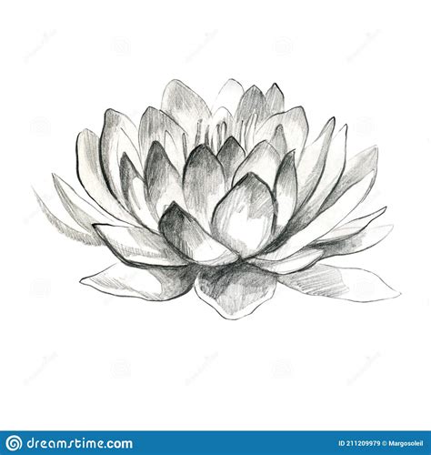 Lotus Pencil Lotus Flower Water Lily Pencil Drawing Of A Water Lily