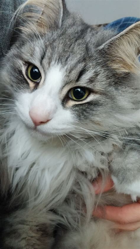Odin Silver Tabby With White Norsk Skogkatt Beautiful Cats Cats