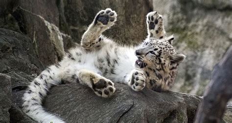 Ghost Cat Bronx Zoo Welcomes New Baby Snow Leopard Just In Time For Halloween Daily Sabah