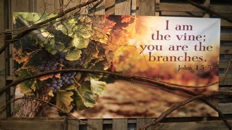 I Am The Vine You Are The Branches John 151 17 Fellowship Bible