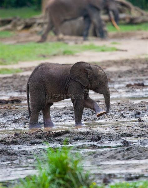 A Baby Forest Elephant Stock Image Image Of Expedition 77663849