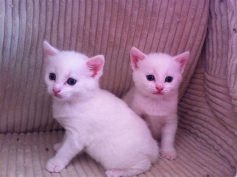 We for sale 4 stunning calico kittens they are very friendly and have just started in solids, they are 4 weeks and can leave at 8 weeks once they are fully weaned they will flead and wormed before leaving £100 deposit to secure kitten. Two pure white kittens for sale | Gloucester ...
