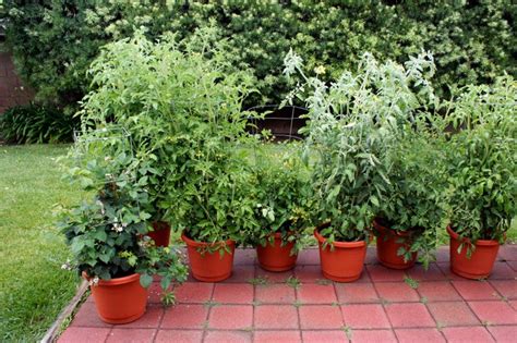 Natural And Organic Container Gardening Easy To Grow