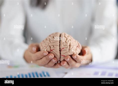 Hands Holding Human Brain Hi Res Stock Photography And Images Alamy